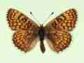 Melitaea cinxia female (aberrant form matisconensis) (Internet Image property of respective owner, non-commercial use only)